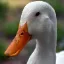 Ducks Anarchy